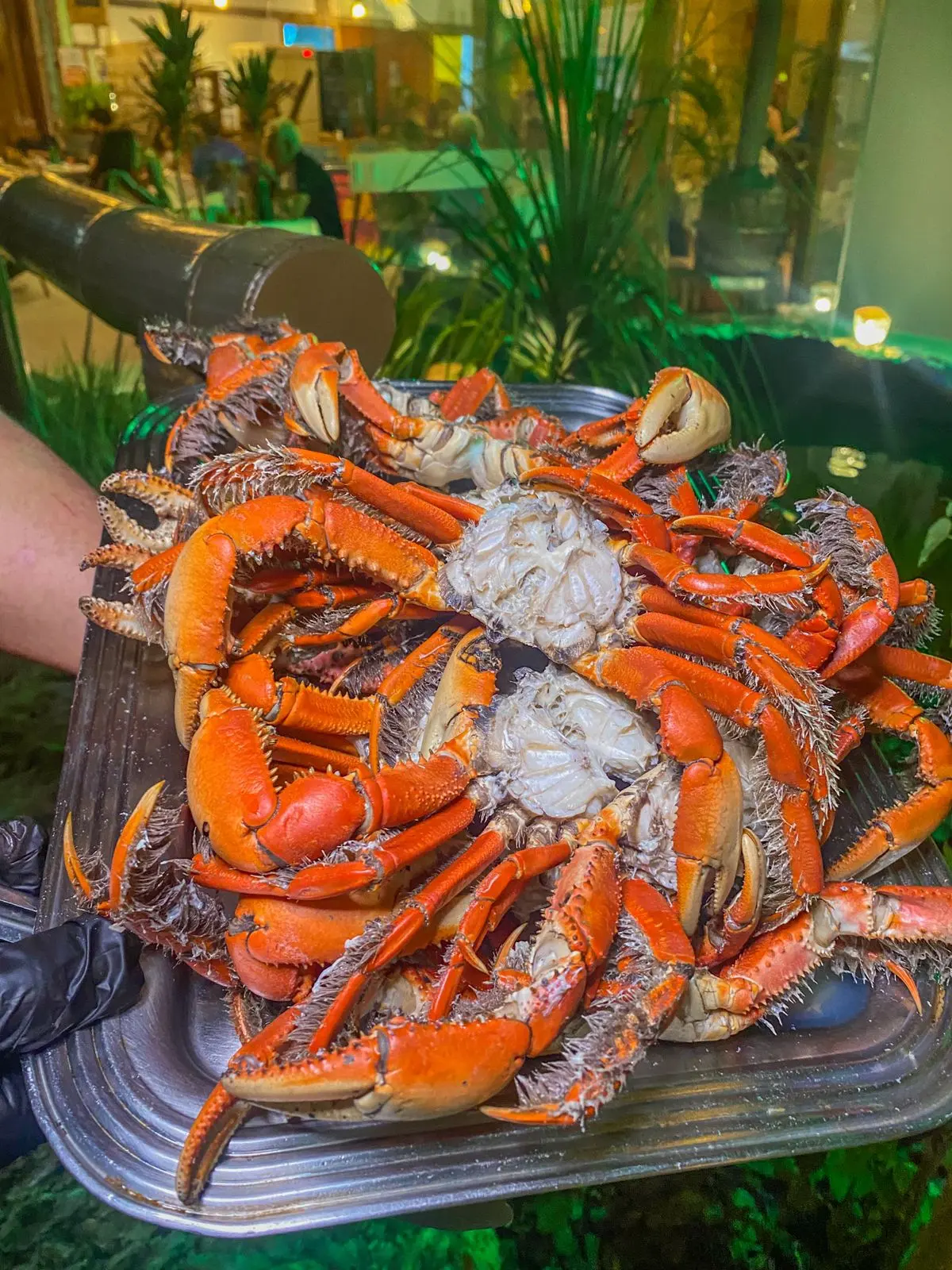 Caranguejo faz bem à saúde?