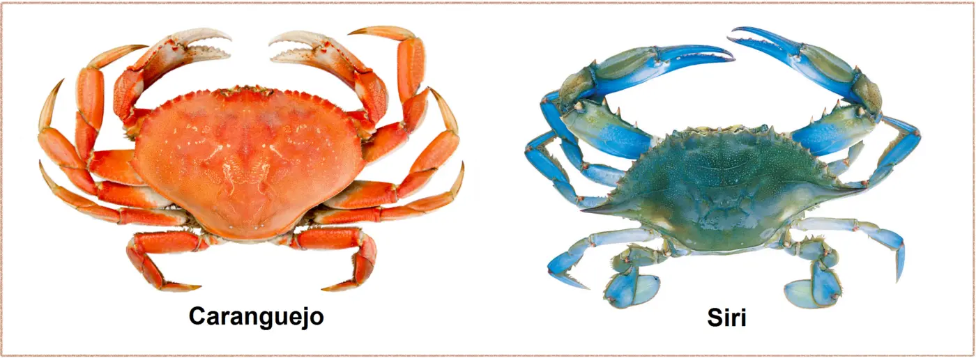 Caranguejo e siri: qual a diferença entre eles?