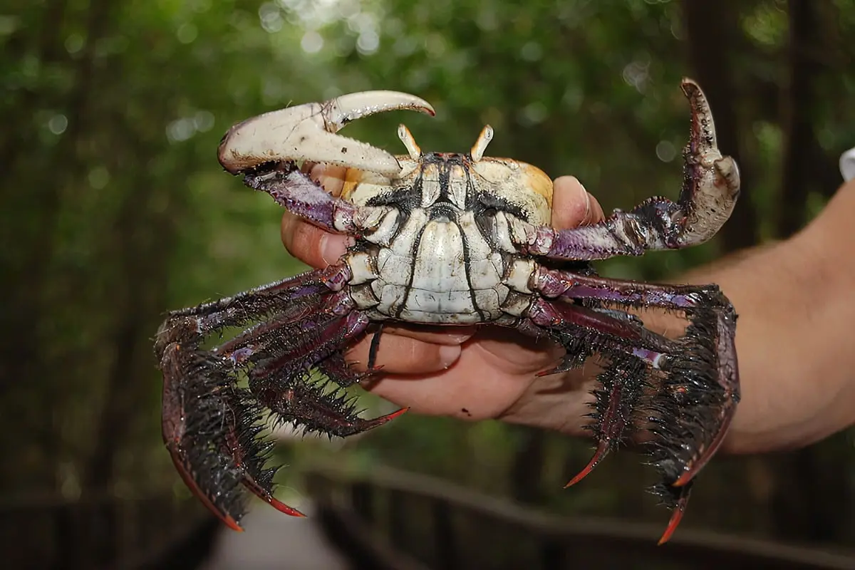 Você sabe o que é o período de defeso do caranguejo?