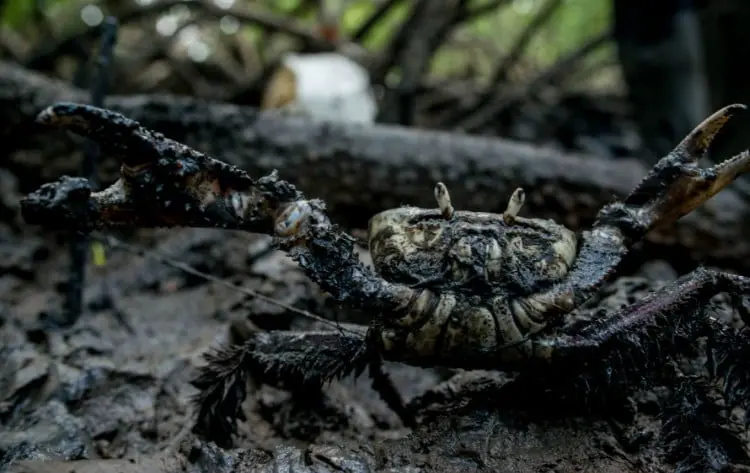 Como os caranguejos vivem nos mangues?
