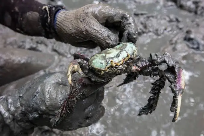 Mestres da Adaptação: A Incrível Resiliência dos Caranguejos nos Mangues!